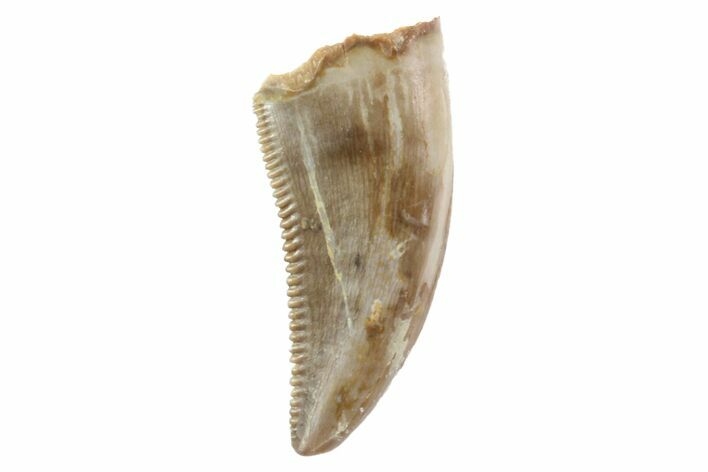 Serrated, Theropod (Raptor) Tooth - Montana #97420